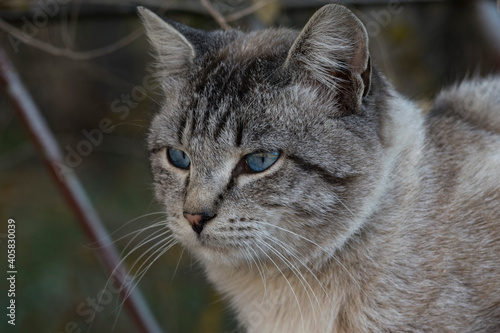 Grey blue-eyed cat taken close-up