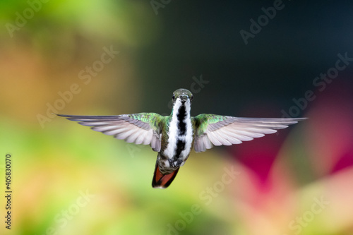 A female Black-throated Mango hummingbird hovering with wings spread looking at camera with a colorful background.  © Chelsea Sampson