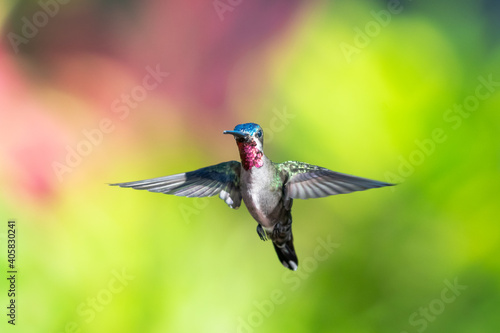A male Long-billed Starthroat hummingbird, heliomaster longirostris,, hovering with a colorful background while looking at the camera with wings spread. 