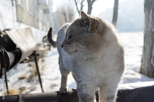 Beautiful street cat of gray color