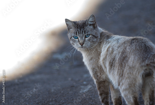 Beautiful street cat with blue eyes