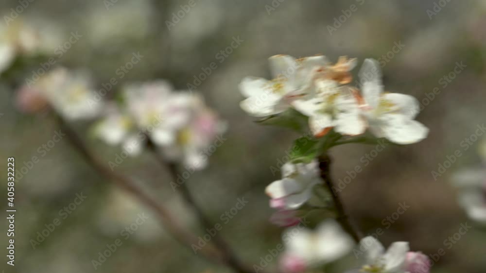 Extreme closeup of blooming branch on apple tree on sunny day. Extreme closeup of blooming branch on apple tree on sunny day.