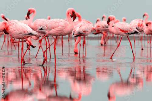 Wild african birds. Groupe of red flamingo birds on the blue lagoon. © Yuliia Lakeienko