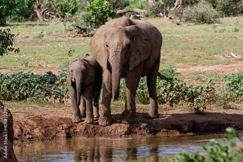 Elephant mother and calf drinking in Mashatu Game Reserve in the Tuli Block in Botswana