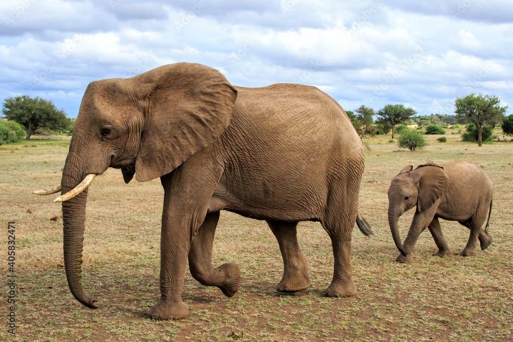 Fototapeta premium Elephant mother and calf walking in Mashatu Game Reserve in the Tuli Block in Botswana