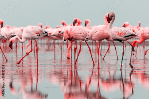  Group of red flamingo birds on the blue lagoon.
