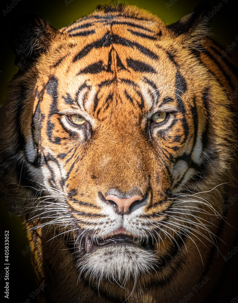Fototapeta premium portrait of a tiger coming out of the dark