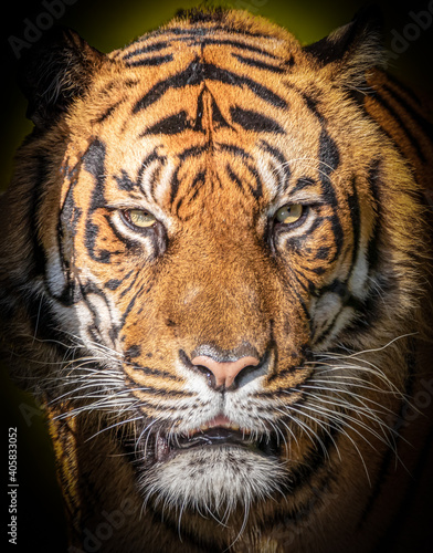 portrait of a tiger coming out of the dark