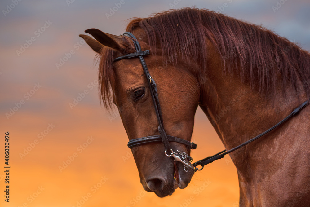 Obraz premium Horse portrait at sunset