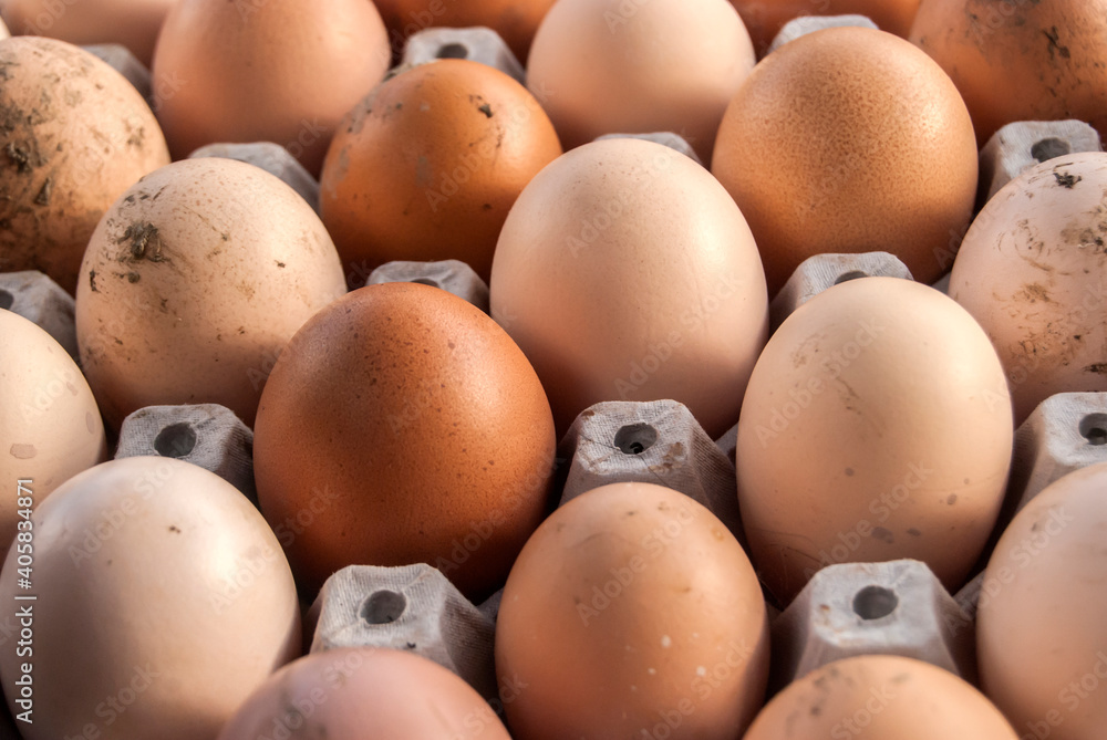 Farm organic eggs arranged in cardboard tray closeup Farm organic eggs arranged in cardboard tray closeup