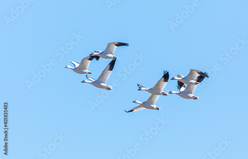 birds in flight