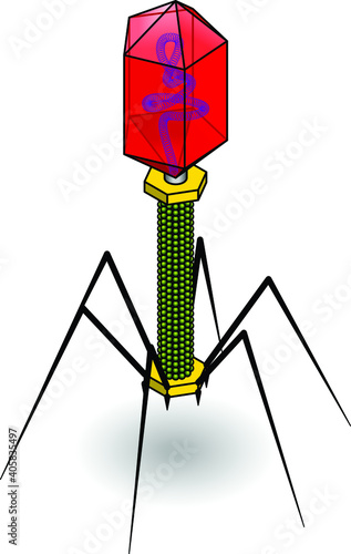 A virus/bacteriophage.