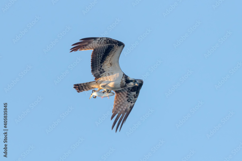 Osprey flying with a big fish caught in the morning light Osprey flying with a big fish caught in the morning light