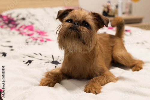 Dog breed Belgian Griffon at home, a small domestic dog photo