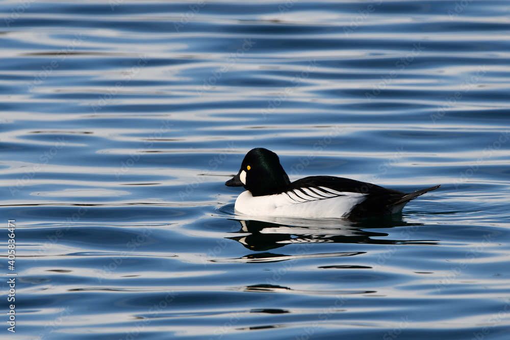 Common Goldeneye Duck drake Common Goldeneye Duck drake
