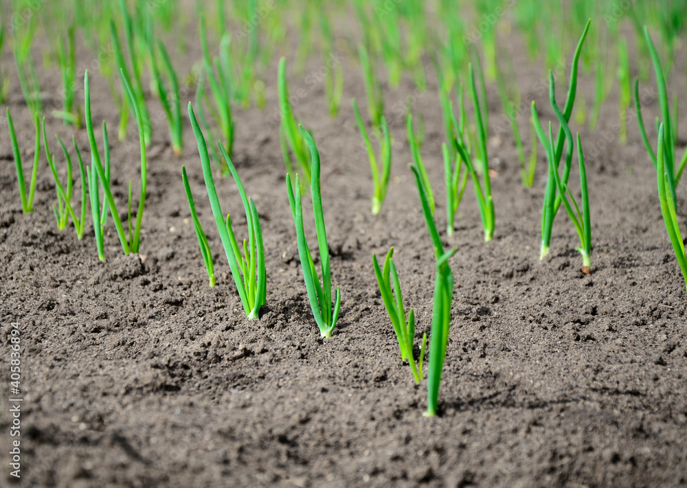 Young onion seedlings in the garden in spring. Concept of ecology, cultivation, agriculture. Young onion seedlings in the garden in spring. Concept of ecology, cultivation, agriculture.