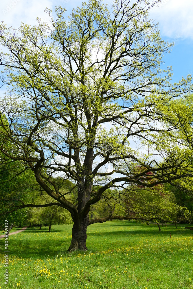 Big old oak in the spring park. Fresh green grass in the background. Big old oak in the spring park. Fresh green grass in the background.