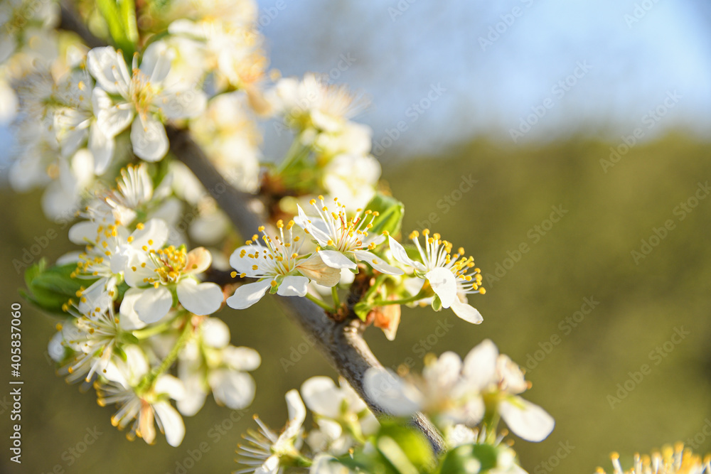 Fruit trees bloom in spring against a background of blue sky and other flowering trees. Close-up Fruit trees bloom in spring against a background of blue sky and other flowering trees. Close-up