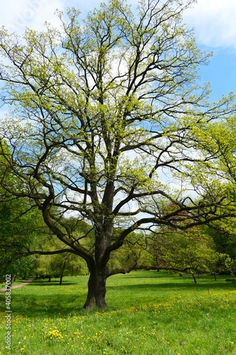 Big old oak in the spring park. Fresh green grass in the background.