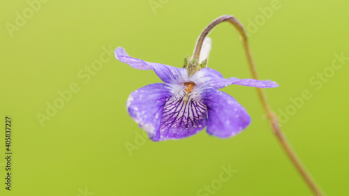 Dog Violet
