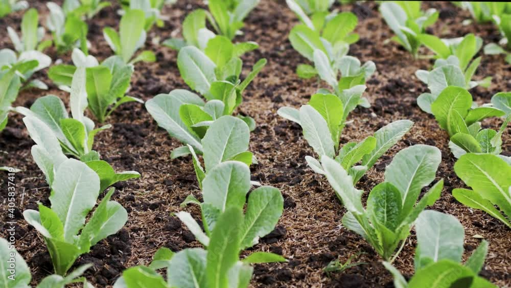 Close-up Fresh and organic green cos lettuce growing in Organic farm. Close-up Fresh and organic green cos lettuce growing in Organic farm.