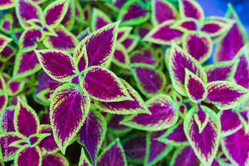 Image of a flower bed. Coleus leaves.