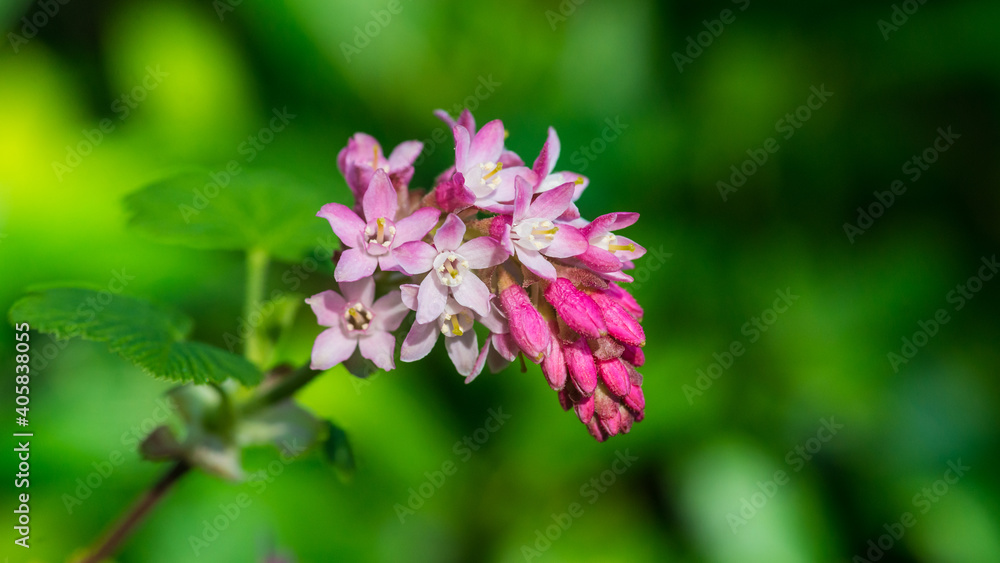 Pink Ribes