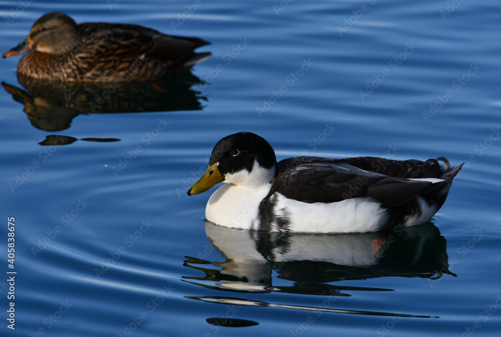 Hybrid cross of Mallard Duck and Domestic Duck Hybrid cross of Mallard Duck and Domestic Duck