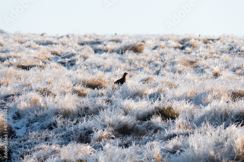 Wallpaper Mural Pheasant on icy moorland in morning sun Torontodigital.ca