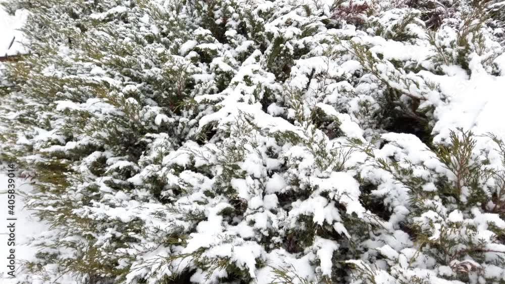 Tui bushes in a winter park covered with snow. Tui bushes in a winter park covered with snow.