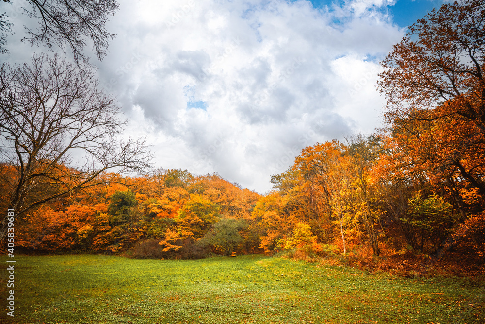 Autumn colors in the park with golden leaves