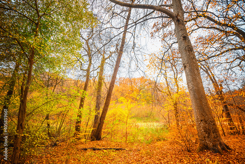 Golden autumn colors in the forest