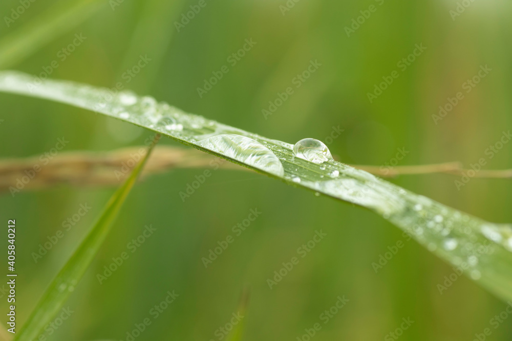 Obraz premium Morning dew over a leaf