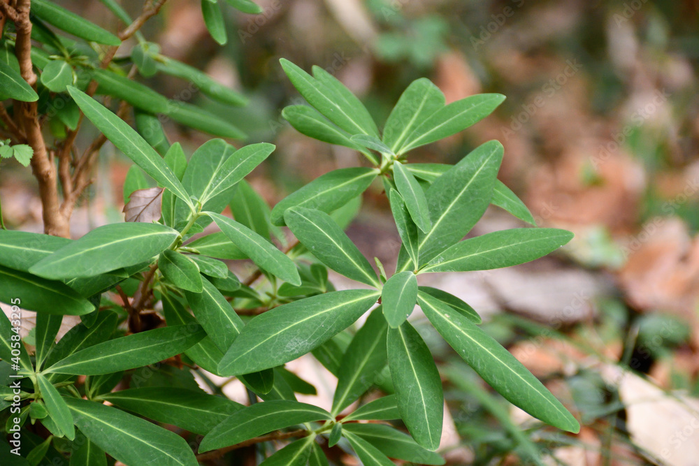 Obraz premium オニシバリの葉(12月頃)