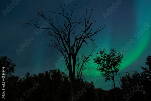 Large dead tree at night silhouetted against blue and green northern lights nobody
