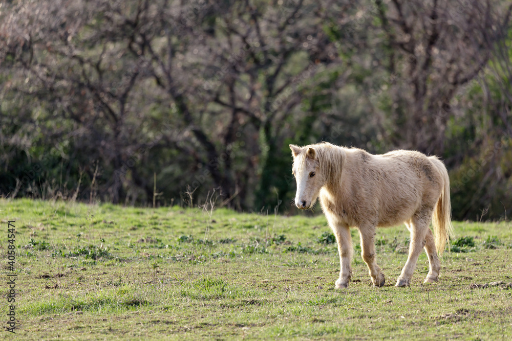 Obraz premium White horse walking in the field