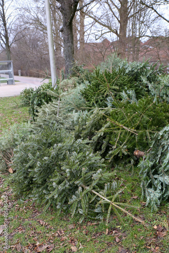 Sammelstelle für ausgediente Weihnachtsbäume.