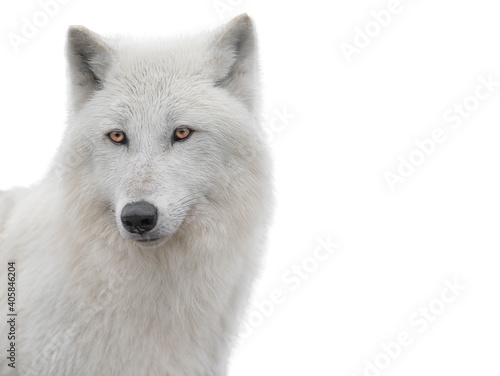 portrait polar white wolf isolated on white background.