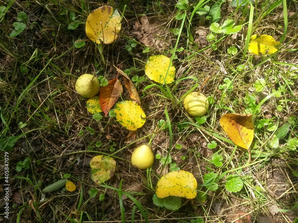 delicious pears in the orchard tree. pyrus communis fruits at the farm in the village delicious pears in the orchard tree. pyrus communis fruits at the farm in the village