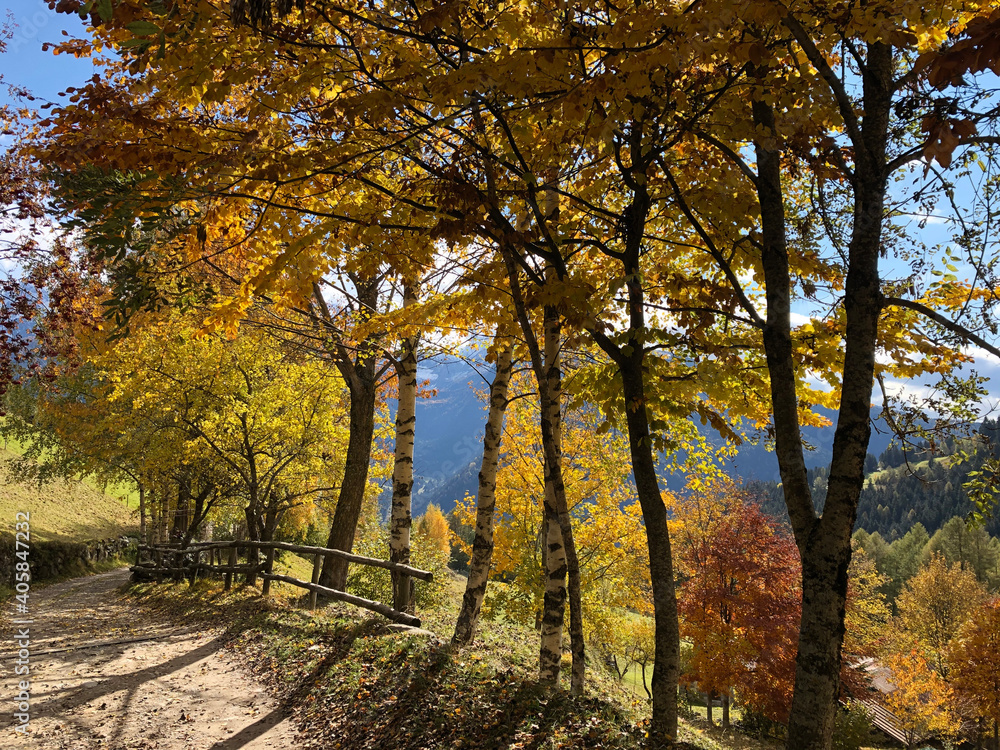 Obraz premium Autumn colors