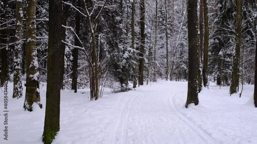Winter snow snowfalls with snowflakes and forest trees Winter snow snowfalls with snowflakes and forest trees