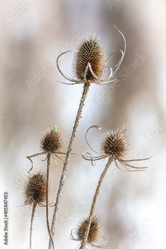 Close up of a thistle in the winter  nice bokeh