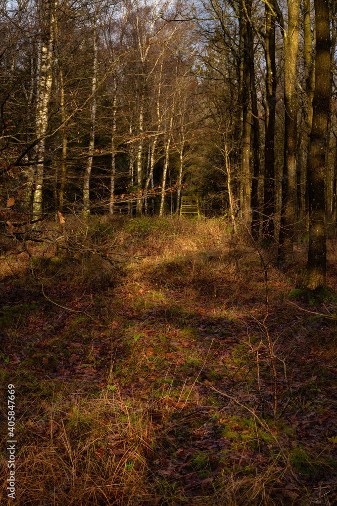A winter picture of a beautiful forest glade. Picture from Scania county, Sweden A winter picture of a beautiful forest glade. Picture from Scania county, Sweden
