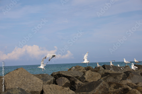 seagull on the beach