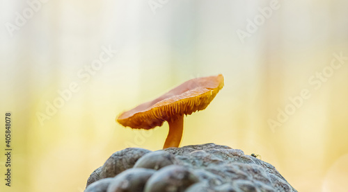 Selective focus of a small brown mushroom on a stone photo