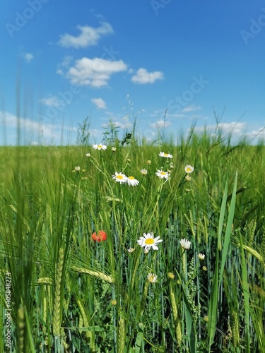 Field with flower