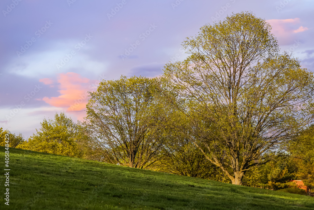 Trees with fresh leaves in meadow during spring time 
