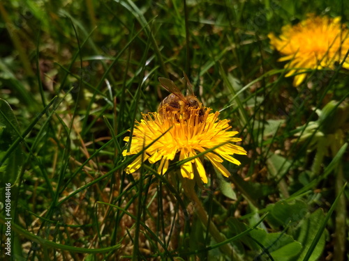 dandelions and bee in the grass