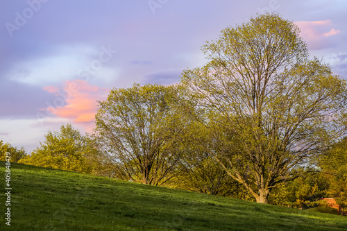 Trees with fresh leaves in meadow during spring time 