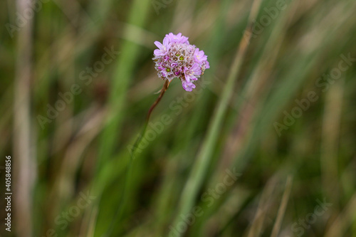 flower in the grass